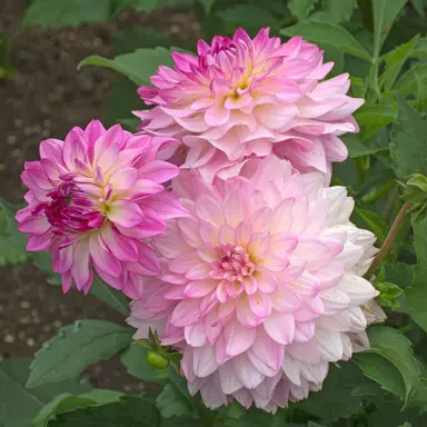 dahlia-sincerity-1