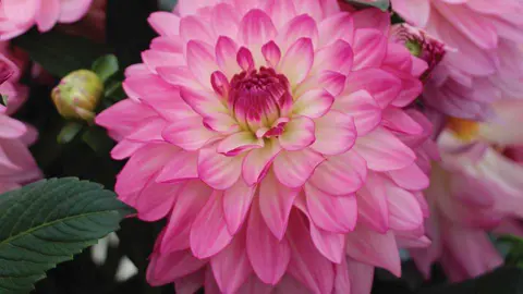 dahlia-sincerity-2