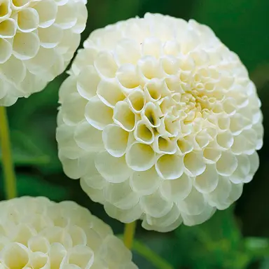 dahlia-snowflake-