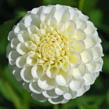 dahlia-snowflake-1