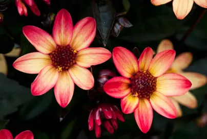 Dahlia Star Wars red and orange flowers.