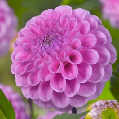 dahlia-stolze-of-berlin-2