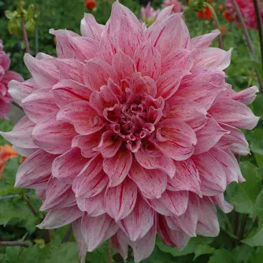 Dahlia Striped Emory Paul flower.