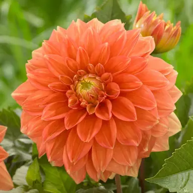 dahlia-sunset-tropical-