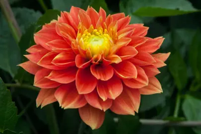 dahlia-sunset-tropical-2