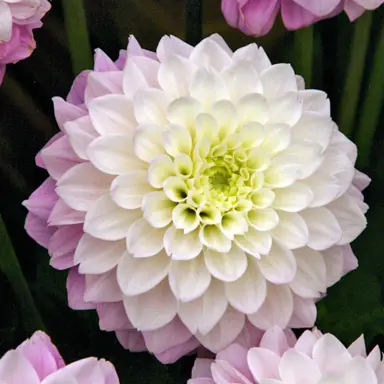 dahlia-sweet-love-