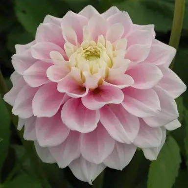 dahlia-sweet-love-3