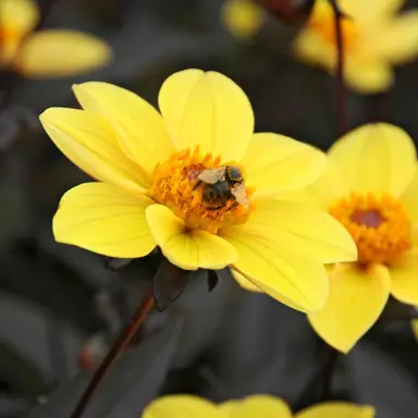 Dahlia Taxi Driver yellow flower against dark green foliage.