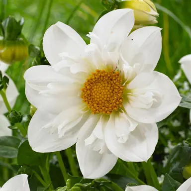 Dahlia Twyning's White Chocolate flower.