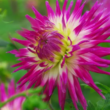 dahlia-veritable-