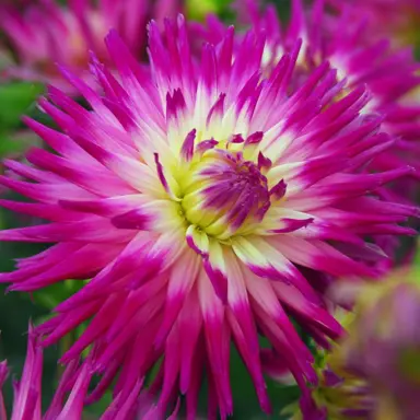 dahlia-veritable-2