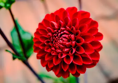 Dahlia Viking red flower.