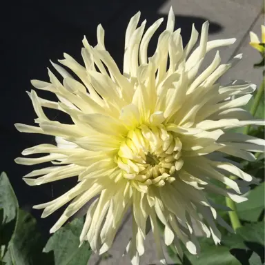 dahlia-white-star-