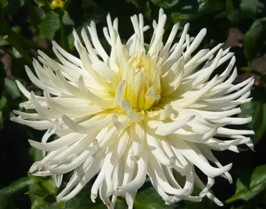 dahlia-white-star-1