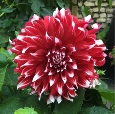 dahlia-x-factor-2