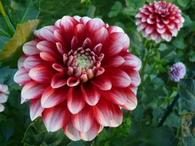 dahlia-ringo-1