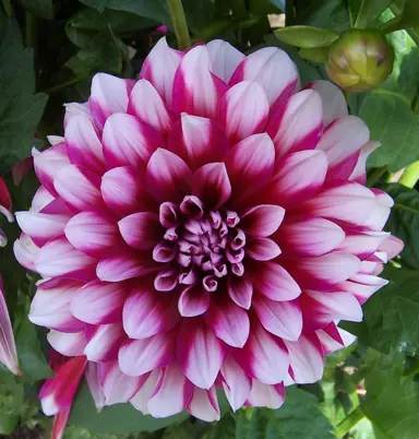 dahlia-ringo-2