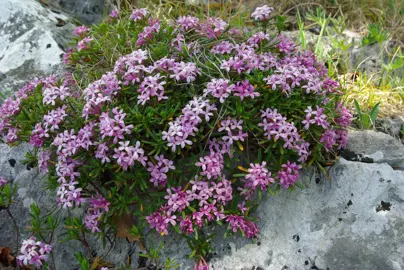 Daphne arbuscula growing on a rock with pink flowers and green foliage.