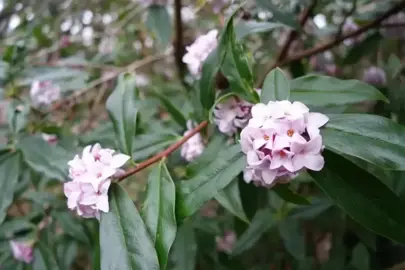 Daphne bholua 'Jacqueline Postill' plant with green leaves and pink flowers.