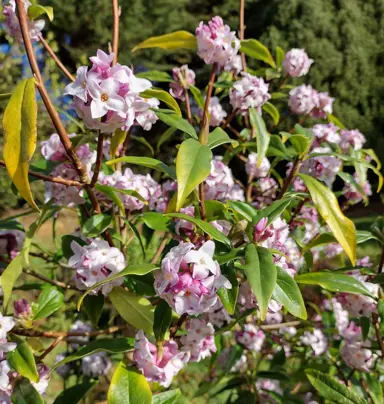 Daphne bholua plant with pink flowers.
