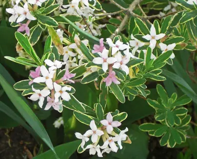 Daphne 'Carol Mackie' plant with variegated leaves and pink flowers.
