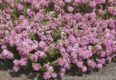Daphne cneorum variegata plant with pink flowers.