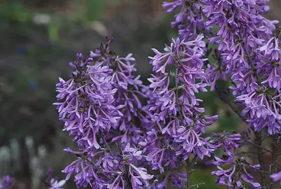 Daphne genkwa purple flowers.
