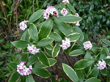 Daphne odora 'Aureomarginata' plant with variegated leaves and pink flowers.