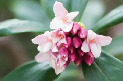 Daphne odora 'Cameo' pink flowers with green foliage.