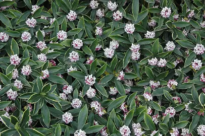 Daphne odora 'Marginata' plant with variegated foliage.
