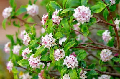 Daphne odora green foliage and pink flowers.