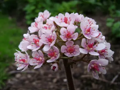 darmera-peltata-