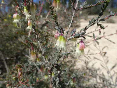 Darwinia homoranthoides shrub with cream-pink flowers.