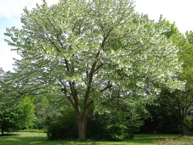 davidia-involucrata-