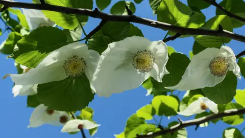 davidia-involucrata-1