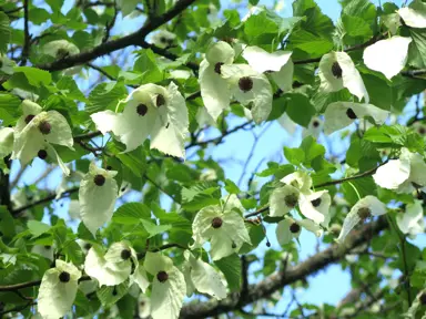 davidia-involucrata-3