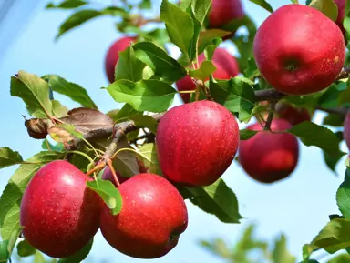 Dayton' Apples growing on a branch.