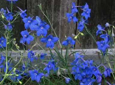 Delphinium Blue Butterfly plant with masses of blue flowers.