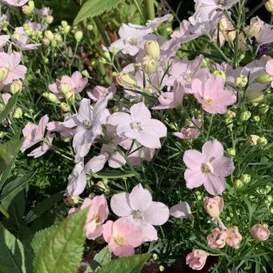 Delphinium Delfix Rose plant with pink flowers.