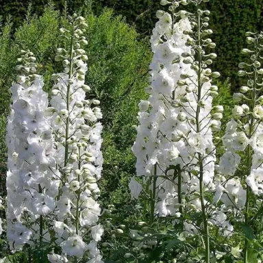 Delphinium Magic Fountain White plants with masses of white flowers.