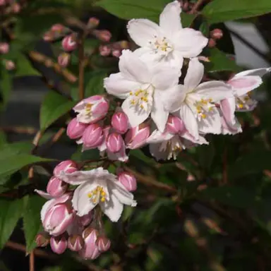 deutzia-compact-pink-