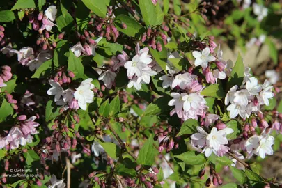 Deutzia gracilis 'Rosea' shrub with pink flowers.