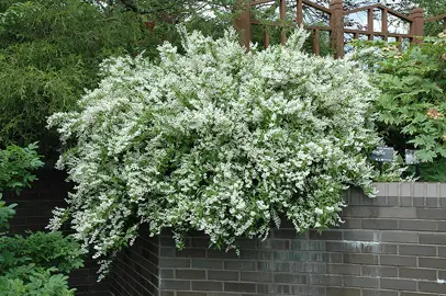 Deutzia gracilis plant with white flowers.