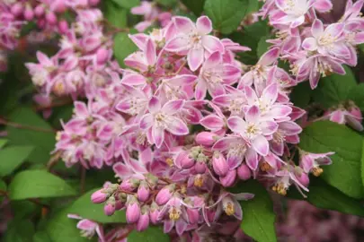 Deutzia magicien pink and white flowers.