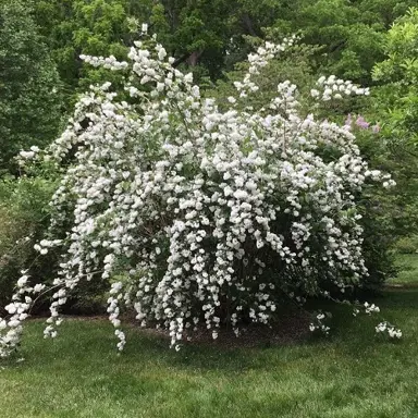 Deutzia magnifica shrub with white flowers on pendulous branches.