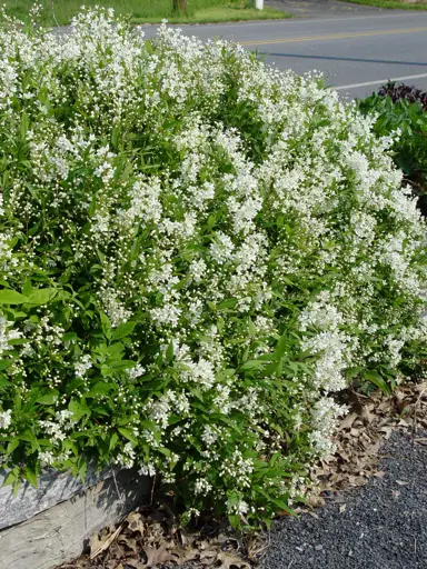 deutzia-nikko-2