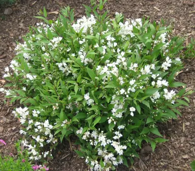 deutzia-nikko-4