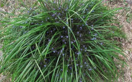 dianella-brevicaulis-