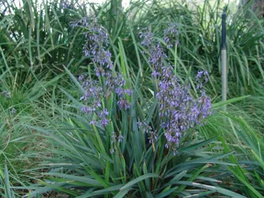 dianella-brevipedunculata-