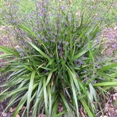 dianella-emerald-fountain-